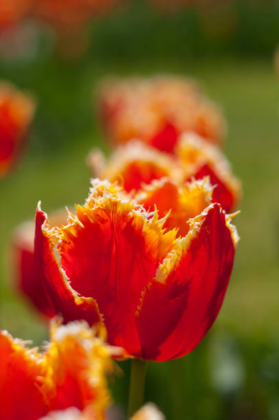 Exotic red tulip in flower garden stock photo