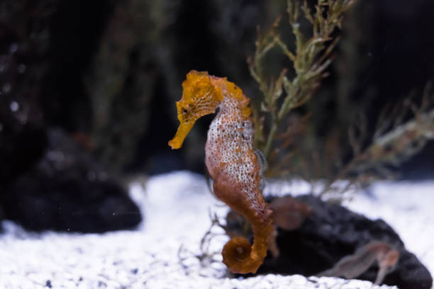 Exotic seahorse (hippocampus) in Aquarium. Underwater Scene stock photo