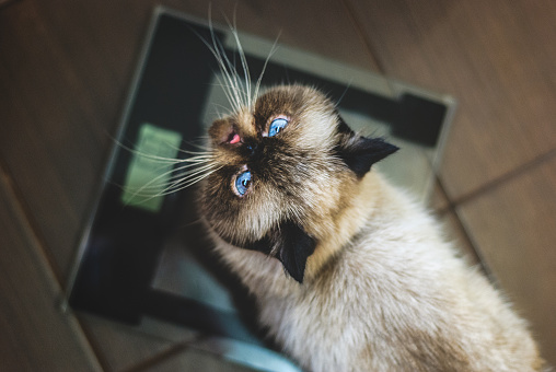 Exotic Shorthair Colorpoint Cat On Scales Looking Up Stock Photo