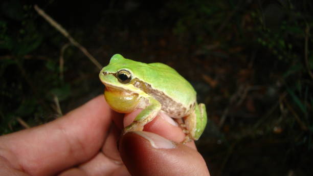 Exotic veterinarian examines a tree frog in the nature.
a green frog singing on the hand, chirp, sing.
Amphibian in swamp at night, Amphibians.
wildlife vet.
veterinary medicine.
wild animals, animal Exotic veterinarian examines a tree frog in the nature.
a green frog singing on the hand, chirp, sing.
Amphibian in swamp at night, Amphibians.
wildlife vet.
veterinary medicine.
wild animals, animal cute frog stock pictures, royalty-free photos & images