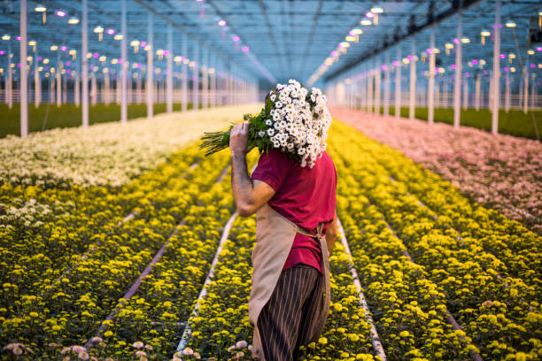 Expert farm worker in a Chrysanthemum Greenhouse in Holland stock photo