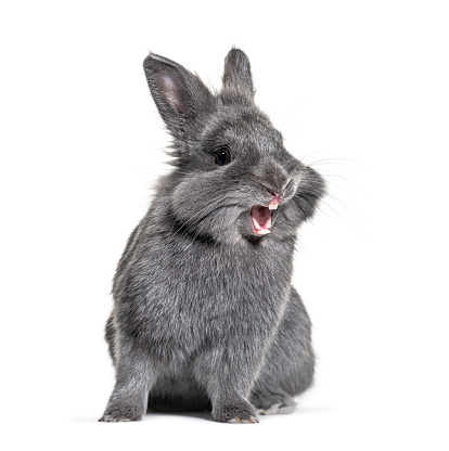 Expressive Grey young rabbit standing in front, isolated, making a face