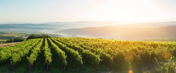 Extra wide panoramic shot of a summer vineyard shot at sunset stock photo