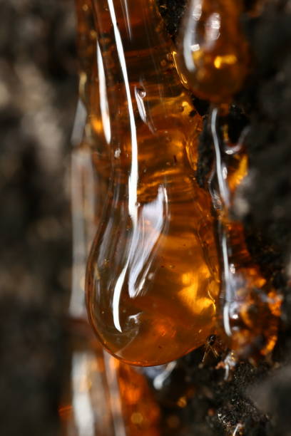 Extreme close up of amber tree, selective focus and free space for text. Low key effect image. Natural and science concept. Extreme close up of amber tree, selective focus and free space for text. Low key effect image. Natural and science concept. fossilized pitch stock pictures, royalty-free photos & images
