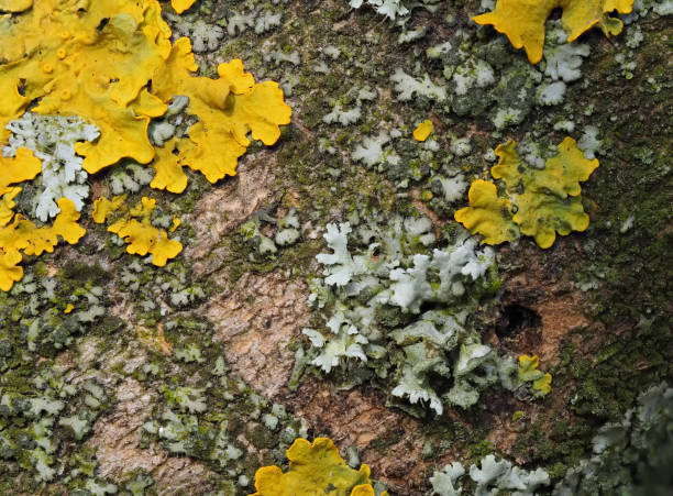 Extreme close up of yellow lichen and green moss on the bark of a tree stock photo