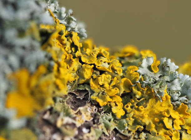 Extreme close up of yellow lichen and green moss on the bark of a tree stock photo