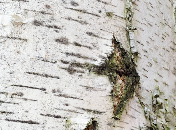 Extreme close-up of birch bark. Detail of tree trunk. stock photo