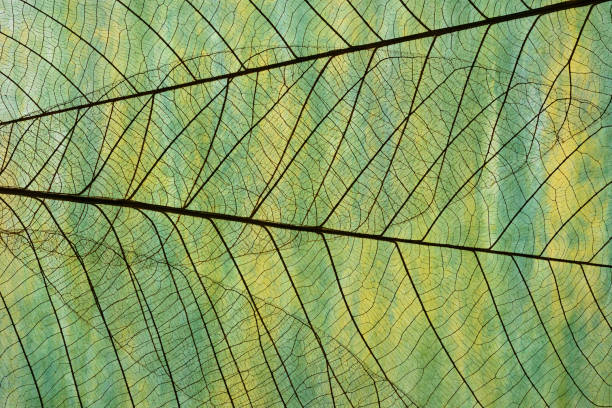 Extreme close-up of leaf vein skeleton against abstract Washi paper.