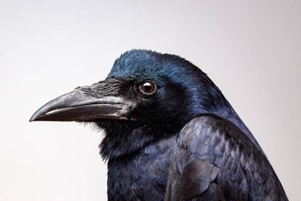 Extreme closeup on a Crow or raven head while posing for the camera. House pet crows portrait in studio. Birds of feather series crow bird stock pictures, royalty-free photos & images