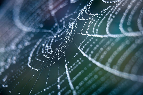Extreme Closeup Spiderweb With Dew stock photo