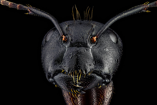 Extreme macro portrait of an ant, sharp and detailed, magnified 4 times through a microscope objective. In real life, the width of the frame is 4.3mm