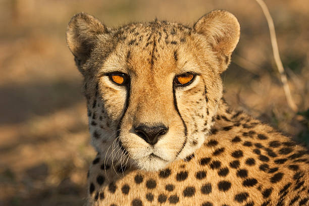 Eye contact with a cheetah stock photo