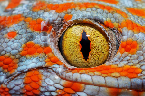 35,216 Lizard Eyes Stock Photos, Pictures &amp; Royalty-Free Images - iStock
