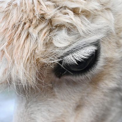 Eye Of A Llama Detailed Photo Of Animal Eye Stock Photo - Download ...