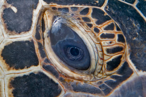Eye of a Sea turtle stock photo