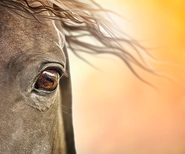 Eye of horse with mane in sunlight stock photo