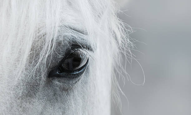 Eye of white mustang Eye of white mustang. Black and white photo. animal body part photos stock pictures, royalty-free photos & images