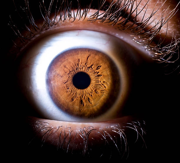 Eye macro of one eye brown eyes stock pictures, royalty-free photos & images