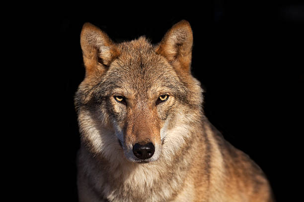 eye to eye portrait with grey wolf female. - grijze wolf stockfoto's en -beelden
