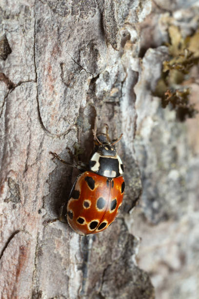 Eyed ladybug, Anatis Ocellata on pine bark stock photo