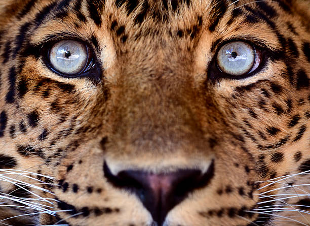 eyes of a leopard close-up of a leopard animal eye stock pictures, royalty-free photos & images
