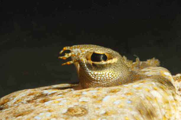 Eyes of a Tropical Sole flatfish stock photo