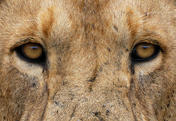 Royalty Free Lion Eyes Pictures, Images and Stock Photos - iStock