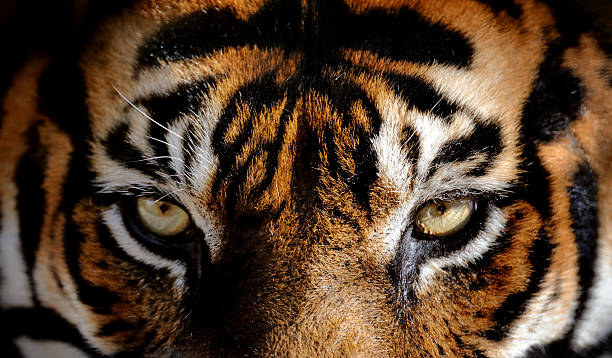 eyes of the tiger - глаз животного стоковые фото и изображения