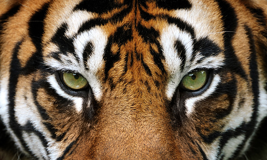 A beige cat stares his reflection in a golden eye shaped mirror. He sees a tiger there. White background. Isolated.