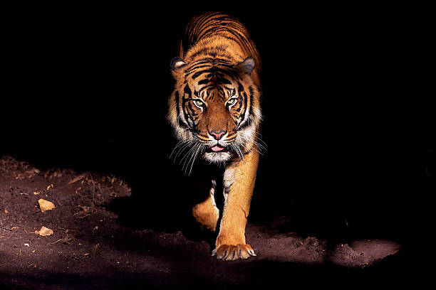 Eyes of the Tiger From the shadows bengal tiger stock pictures, royalty-free photos & images