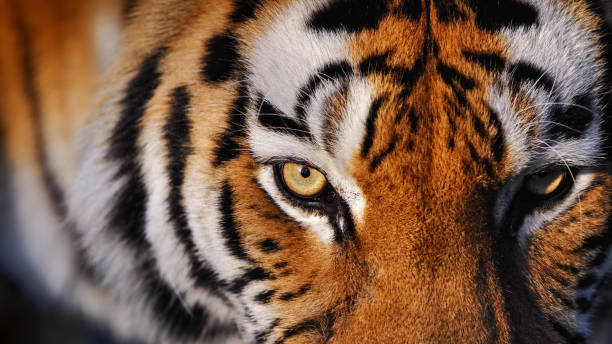 close-up of a siberian tiger