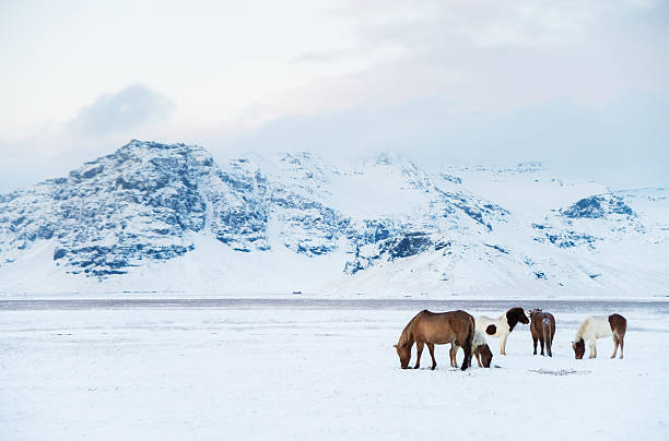 eyjafjallajökull volcano and icelandic horses - ijslandse paarden stockfoto's en -beelden