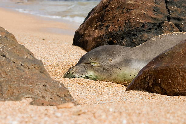 Face of a Sleeping Hawaiian Monk Seal stock photo