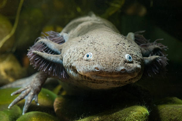 Face of an axolotl stock photo