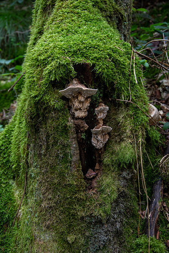 Mushrooms growing in a tree stump that look like