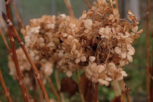 Faded hydrangea in the garden. Decoration with dried flowers.