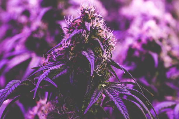 Faded purple cannabis bud stock photo