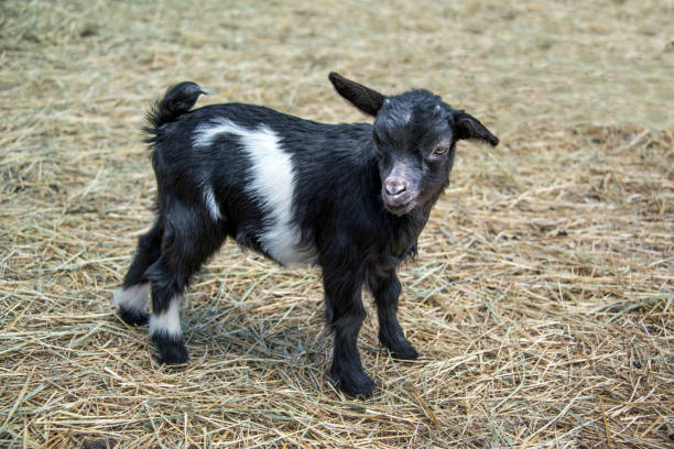 Fainting goat baby in barn yard is called a kid stock photo