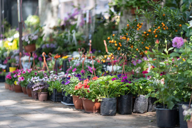 Fair of flowers in Tbilisi. Beautiful flowers and plants for home or garden. Spring in Georgia stock photo