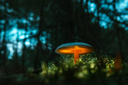 Magical, illuminated mushroom growing on a moss. Forest theme