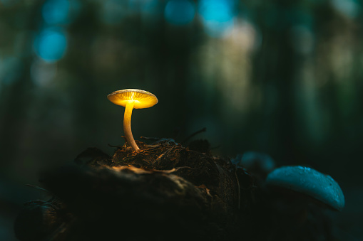 Magical, illuminated mushroom growing on a moss. Forest theme