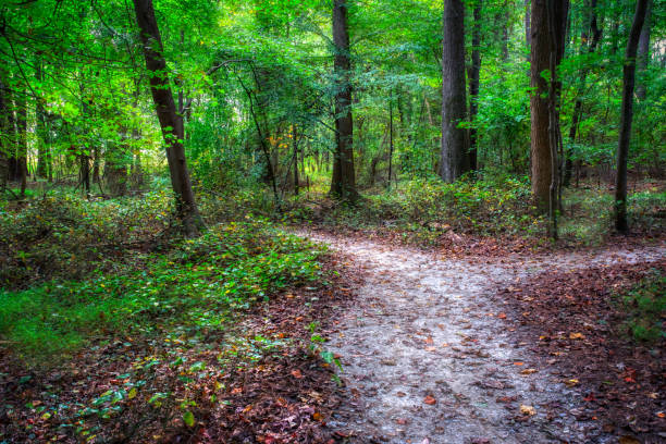 Fairy-Tale Forest Trail Fork stock photo