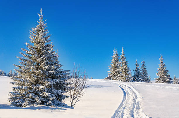 Fairytale winter landscape with snow-covered trees stock photo