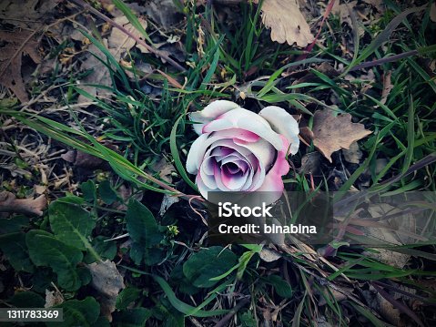 istock fake fabric rose abandoned in the grass 1311783369
