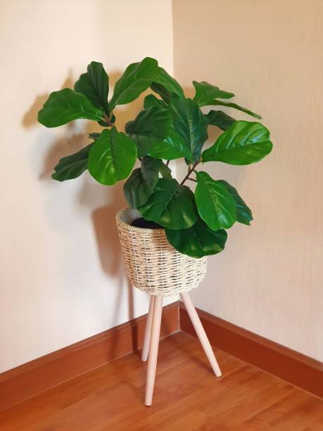 Fake flowers in a wicker pot with stand for Interior.  Fiddle Fig is a tropical plant in the Banyan family. Fake flowers in a wicker pot with stand for Interior.Artificial flowers  made by fabric and plastic use decorated. Fiddle Fig is a tropical plant in the Banyan family.Ficus Lyrata fiddle leaf fig stock pictures, royalty-free photos & images