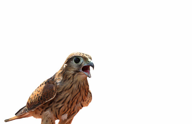A falcon with an open beak on a white background. Portrait. Isolate. kestrel stock photo