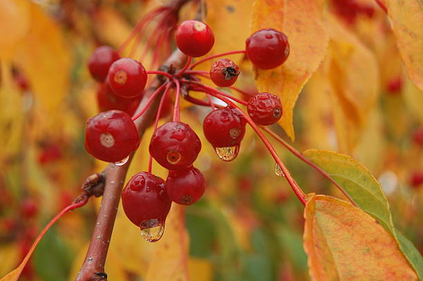 Fall Berries Rain Drops stock photo