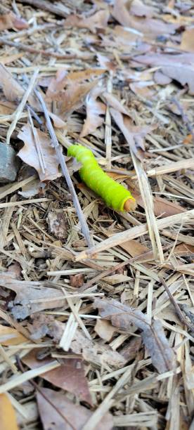 larva di autunno - kessie foto e immagini stock