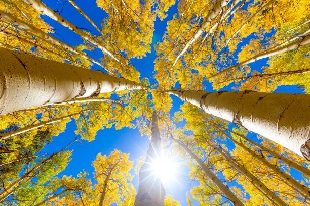 Fall color fall foliage autumn Leaves yellow red orange aspens aspen tree stock pictures, royalty-free photos & images