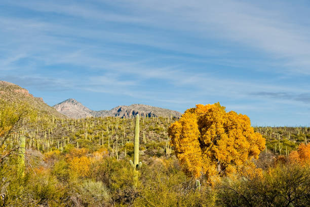Fall Color in the Sonoran Desert Sabino Canyon is a desert canyon in the mountains of Southern Arizona and a popular hiking destination.  Sabino Creek flows down the canyon.  Sabino Canyon began with the formation of the Santa Catalina Mountains over 12 million years ago.  The present-day varieties of plant life began appearing between 6,000 and 8,000 years ago.  The earliest human occupants of the area were the Native American Hohokam people.  In 1905, Sabino Canyon was placed under the control of the United States Forest Service.  Normally you don't expect to see fall colors in the Sonoran Desert.  However, in a riparian environment, trees that depend on a lot of water can grow.  This view of a gold cottonwood tree was photographed from the Sabino Dam Trail.  Sabino Canyon is in the Coronado National Forest near Tucson, Arizona, USA. jeff goulden sonoran desert stock pictures, royalty-free photos & images